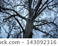 Low Angle View of Sprawling Plane Tree Branches Against Dusk Sky 143092316
