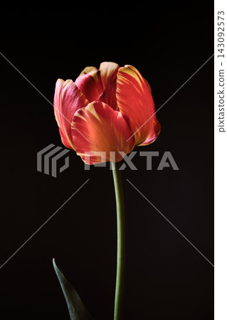 Multicolor tulip blooming with vibrant red and yellow patterned petal Multicolor tulip blooming with vibrant red and yellow patterned petal 143092573