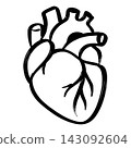 Hand drawn human organ heart vector line art illustration for medical infographic and cardiology 143092604