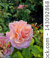 Beautiful pink and peach rose blooming in the garden 143092868