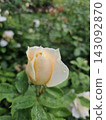 Delicate peach rose bud with dew drops opening in the garden 143092870