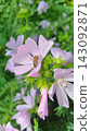 Bee gathering nectar on pink musk mallow flower 143092871