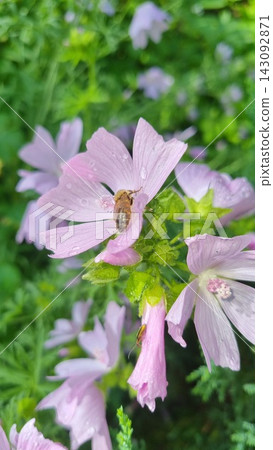 Bee gathering nectar on pink musk mallow flower Bee gathering nectar on pink musk mallow flower 143092871