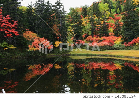Autumn leaves reflected in a pond Autumn leaves reflected in a pond 143093154