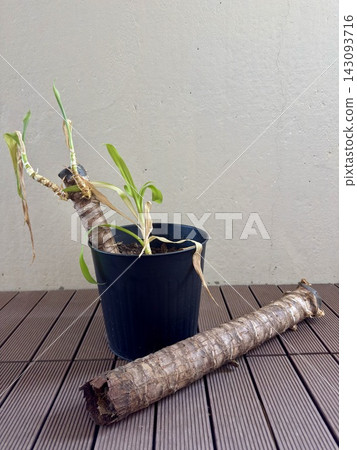 Potted Yucca cane plant with green sprouts stands next to detached thick stem segment on wooden surface. Plant propagation and houseplant care concept. 143093716