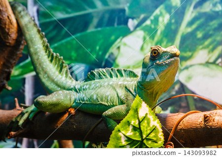 lizard lizard 143093982