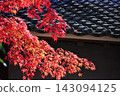 美麗的秋景，五彩斑斕的樹葉裝飾著傳統的日本建築。 143094125