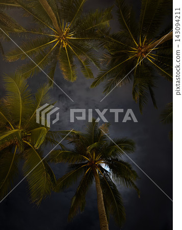 Tall palm trees reaching towards a cloudy moonlit night sky Tall palm trees reaching towards a cloudy moonlit night sky 143094211