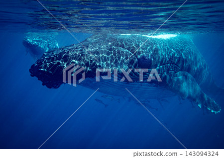 A mother and calf humpback whale swim in the blue ocean, bathed in sunlight. A mother and calf humpback whale swim in the blue ocean, bathed in sunlight. 143094324