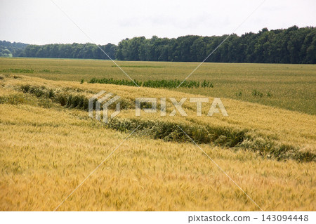 Windy events on wheat fields with lodged cereal crops flattened on agricultural farmland next to forest line Windy events on wheat fields with lodged cereal crops flattened on agricultural farmland next to forest line 143094448