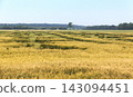 Windy events on wheat fields featuring lodged cereal crops and fallen awned wheat in countryside panoramic view 143094451