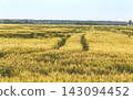 Windy events on wheat fields and lodged cereal crops panoramic landscape view after storm 143094452