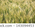 Green and golden awned wheat field background ripening cereal crop agriculture scenery 143094453