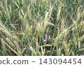 Close-Up of Awned Wheat with Long Bristles 143094454