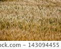 Golden awned wheat field background close up selective focus agriculture harvesting background 143094455