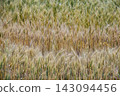 Green and golden awned wheat field background ripe cereal crop agriculture harvesting scenery 143094456