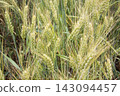 Green awned wheat field background close up ripening cereal crop agriculture scenery 143094457