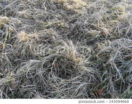 Frost covered grass with tangled pale bladescreating a textured natural ground surface as background Frost covered grass with tangled pale bladescreating a textured natural ground surface as background 143094668