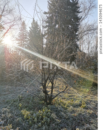 Frost Covered Garden Trees Glowing in Low Winter Sunlight Outdoors Vertical shot Frost Covered Garden Trees Glowing in Low Winter Sunlight Outdoors Vertical shot 143094675