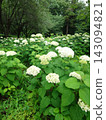 Hydrangea blooming in the clear of the rainy season 143094821