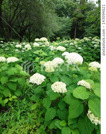 Hydrangea blooming in the clear of the rainy season Hydrangea blooming in the clear of the rainy season 143094821