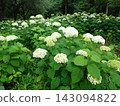 Hydrangea blooming in the clear of the rainy season 143094822