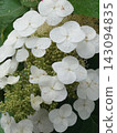 Hydrangea wet in the rain 143094835