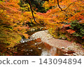 Kyoto's Kiyotaki River and Autumn Foliage: A vibrant scene of autumn leaves and the river, a popular Kyoto tourist spot. 143094894
