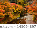Kyoto's Kiyotaki River and Autumn Foliage: A vibrant scene of autumn leaves and the river, a popular Kyoto tourist spot. 143094897