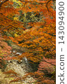 Kyoto's Kiyotaki River and Autumn Foliage: A vibrant scene of autumn leaves and the river, a popular Kyoto tourist spot. 143094900