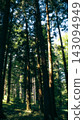 Sunlight glowing on spruce trunks deep in a shadowy forest 143094949