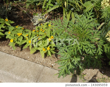 Yellow flowers of Melampodium, leaves of yellow cosmos. Yellow flowers of Melampodium, leaves of yellow cosmos. 143095059