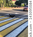 A black dog is crossing a city road on its own at a pedestrian crossing. 143095084