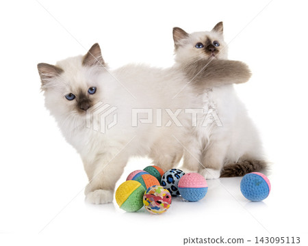 birman kitten in studio birman kitten in studio 143095113