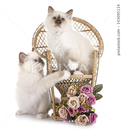 birman kitten in studio birman kitten in studio 143095114