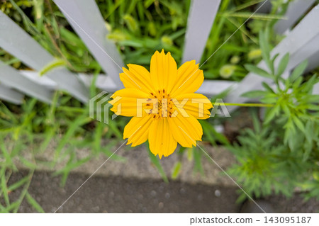 路邊生長的黃色波斯菊 路邊生長的黃色波斯菊 143095187