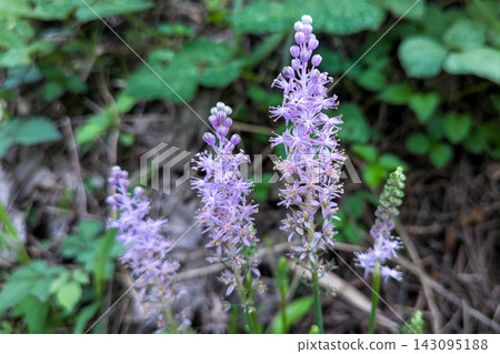 The pale purple flowers of the Tsurubo flower spike are beautiful. 143095188