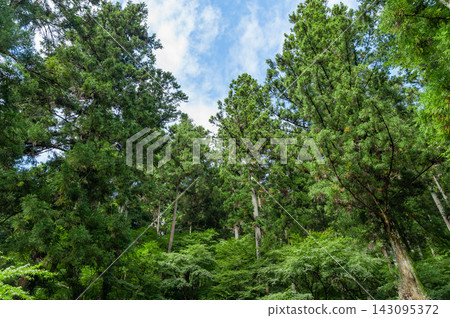 A cedar forest and lush canopy spread across the grounds of Ryutakuzan Kentoku-ji Temple (Nakagawa Town, Tochigi Prefecture) 143095372
