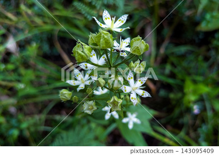 Akebono-sou (a type of flower) blooming in Tsugaike Plateau, Nagano Prefecture. Akebono-sou (a type of flower) blooming in Tsugaike Plateau, Nagano Prefecture. 143095409
