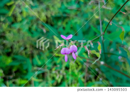 秋季盛開的紫花地丁（Desmodium paniculatum）的小紫花。 143095503