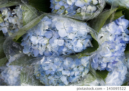 bouquets of hydrangea flowers, in the market, close-up 143095522