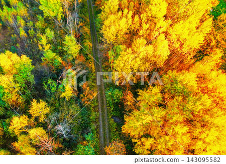 Aerial view of forest path winding through vibrant yellow and orange autumn trees under golden hour Aerial view of forest path winding through vibrant yellow and orange autumn trees under golden hour 143095582