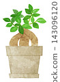 Houseplant - Hand-painted watercolor illustration (Ficus microcarpa) 143096120