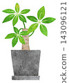 Hand-painted watercolor illustration of a houseplant (Pachira). 143096121