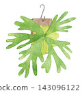 Houseplants - Hand-painted watercolor illustrations (Platycerium) (Staghorn fern) 143096122