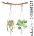 Houseplant - Hand-painted watercolor illustration: Hanging greenery (String of Pearls, Ivy) 143096123