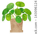 Houseplant - Hand-painted watercolor illustration (Pilea peperomioides) 143096124
