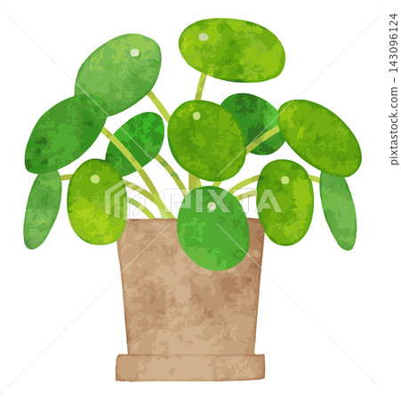 Houseplant - Hand-painted watercolor illustration (Pilea peperomioides) Houseplant - Hand-painted watercolor illustration (Pilea peperomioides) 143096124