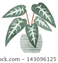 Houseplant, hand-painted watercolor illustration (Acacia bambino) 143096125