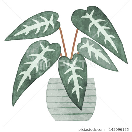 室內植物,手繪水彩插圖(相思樹) 室內植物,手繪水彩插圖(相思樹) 143096125